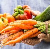 Fresh wet vegetables in gardeners hands
