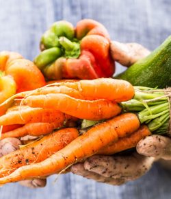 Fresh wet vegetables in gardeners hands