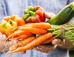 Fresh wet vegetables in gardeners hands
