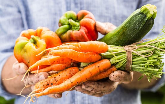 Fresh wet vegetables in gardeners hands
