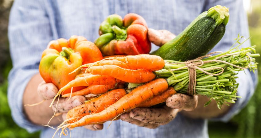 Fresh wet vegetables in gardeners hands