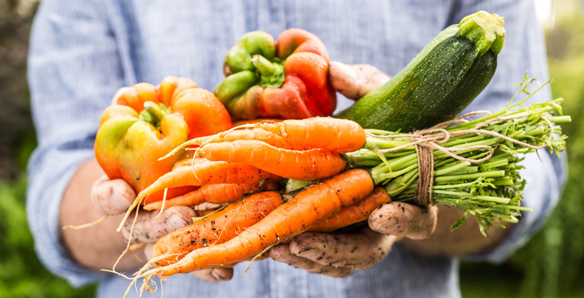 Fresh wet vegetables in gardeners hands